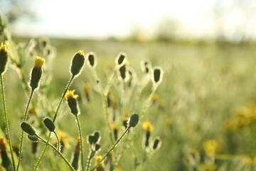 Beautiful yellow flowers growing in meadow on sunny day, closeup. Space for text