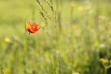 Beautiful flower growing in meadow on sunny day, space for text