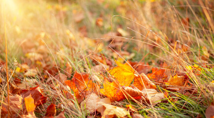Beautiful autumn background with maple leaves