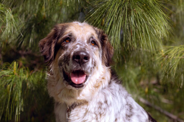 Big fluffy mixed breed dog portrait close-up