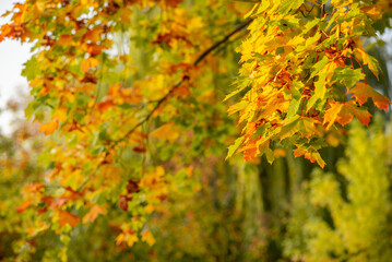 Naklejka na ściany i meble autumn maple leaves in yellow and orange
