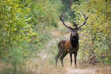 Red deer in forest (Cervus elaphus) Stag