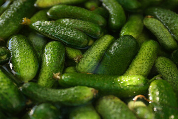 Many fresh ripe cucumbers in water, closeup