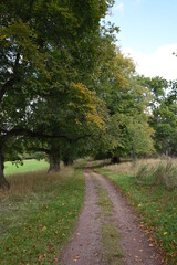Fototapeta na wymiar a footpath traveling though the new park at hagley