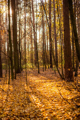 Fototapeta premium Autumn forest with orange and yellow leaves