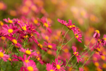 Beautiful pink chrysanthemum as background picture. Wallpaper with chrysanthemums, a bouquet of chrysanthemums