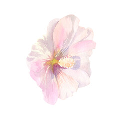 Naklejka premium Watercolor delicate pink mallow flowers. Floral clipart with garden botany for your designs. For decor invitations, greetings, postcards, wedding print and more.