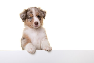 Portrait of cute australian shepherd puppy looking at the camera  isolated on a white background...