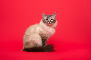 Holy burmese cat sitting on a red background looking at the camera