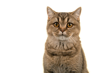 Portrait of a P\pretty british shorthaired cat looking at the camera isolatd on a white background