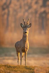 Foto auf Leinwand Roebuck - buck (Capreolus capreolus) Roe deer - goat © szczepank