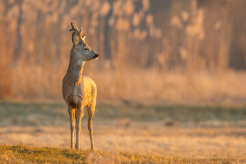 Roebuck - buck (Capreolus capreolus) Roe deer - goat