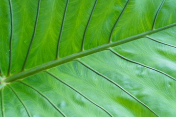 trees the leaves are pretty colors in garden.