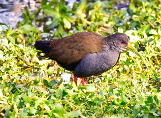 pigeon on the grass