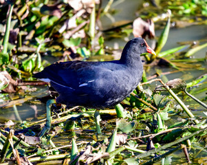 bird in the water