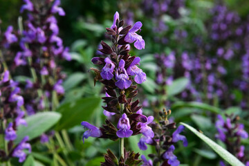 close up of lavender flowers