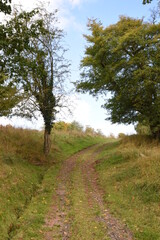 Obraz premium a footpath traveling though the new park at hagley