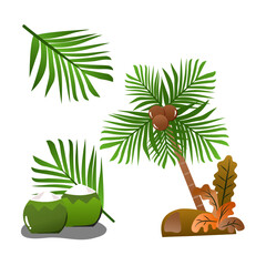 Fresh Coconut, Fresh Tropical Fruit Coconut, coconut tree, coconut leaf, palm, vector