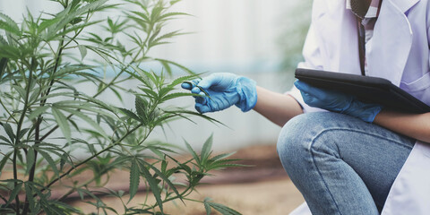 Portrait of scientist checking and analizing hemp plants, The doctor is researching marijuana....
