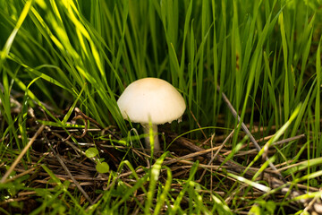 White mushroom on the meadow. Close up of a uncultivated mushroom between grass blades.