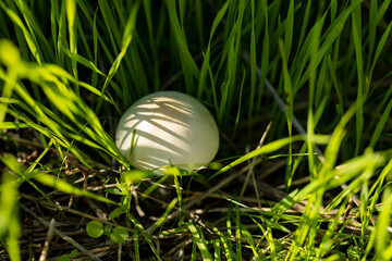 Head of the white mushroom. Close up of a white mushroom between grass blades on the meadow.