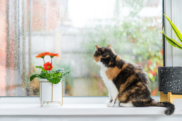 Multicolored cat sitting on a windowsill with potted house plants and looking out the window as it rains in the yard. Rainy day at home, wet glass with drops. Seasonal romantic mood. Selective focus