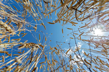 Obraz na płótnie Canvas field of wheat