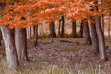 Fototapeta na wymiar Herbstliche Blätter im Wald mit vielen Baumstämmen