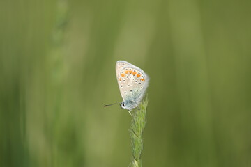 Common blue butterfly nature photography,