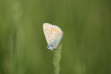 Close up of a butterfly in the sunshine, colorful wings of the common blue