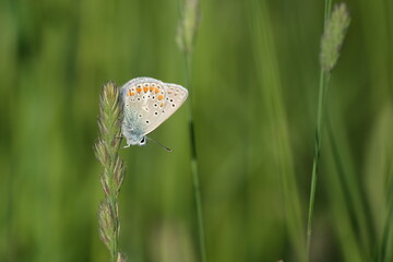 Common blue butterfly in nature sitting on a plant