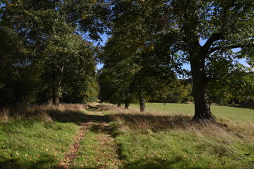 Obraz premium a footpath traveling though the new park at hagley