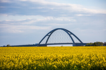 Fototapeta na wymiar Fehmarnsundbrücke mit blühendem, gelben Rapsfeld