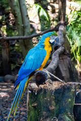 Ara ararauna golden blue macaw, blue and yellow colors, intense colors, beautiful bird perched on a branch, guadalajara