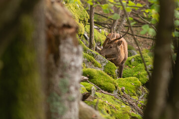 cerf 
