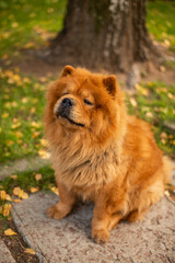 Fototapeta na wymiar red shaggy dog in autumn