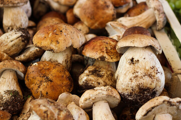 Porcini Fresh Mushrooms closeup at Italian market, penny bun mushrooms, boletus edulis