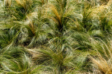 abstract background of mediterranean pastures