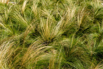 abstract background of mediterranean pastures