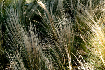 abstract background of mediterranean pastures