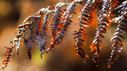 Macro de feuilles de fougère flétries, dans la forêt des Landes de Gascogne