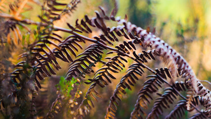 Macro de feuilles de fougère flétries, dans la forêt des Landes de Gascogne