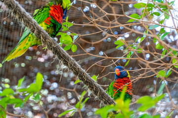 Trichoglossus haematodus haematodus rainbow lori, a bird that has a very beautiful color combination mexico