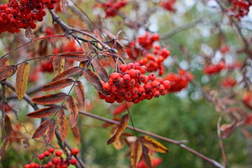 Branch of red mountain ash on a chilly autumn day. 