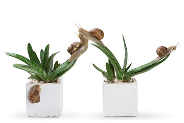 Four large snails in a chaotic manner are located on two aloe plants, concept, on a white background