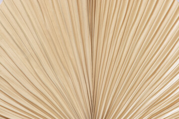 Dry beige palm leaf texture top view, natural bohemian background