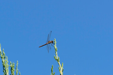 Red dragonfly with blue sky