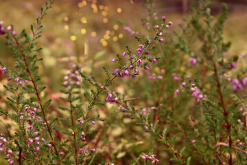 Autumn is the time for walking in the forest: tender branches of flowering heather in the autumn forest, bokeh