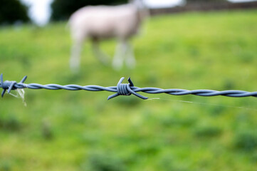 barbed wire fence