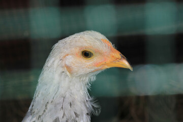 natural white chicken macro photo